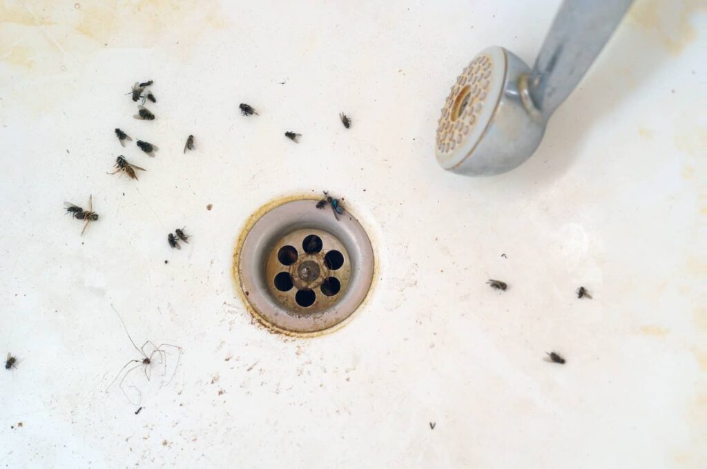 How to Get Rid of Fruit Flies in the Drain