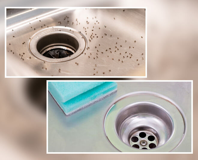 how to get rid of fruit flies in drain